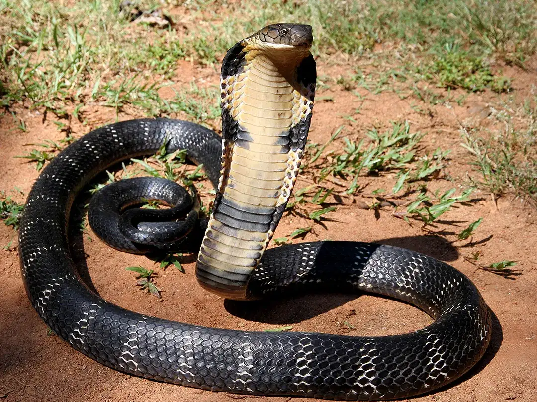 czarna mamba kobra królewska węże morskie nibykobra siatkowana