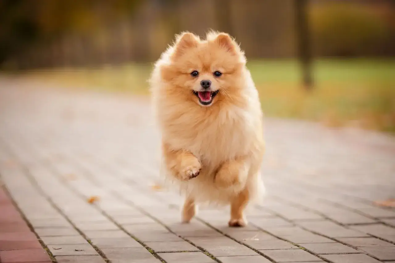 Un adorable Spitz nain, une race de chien petit moyen, court joyeusement sur un chemin pavé en automne.