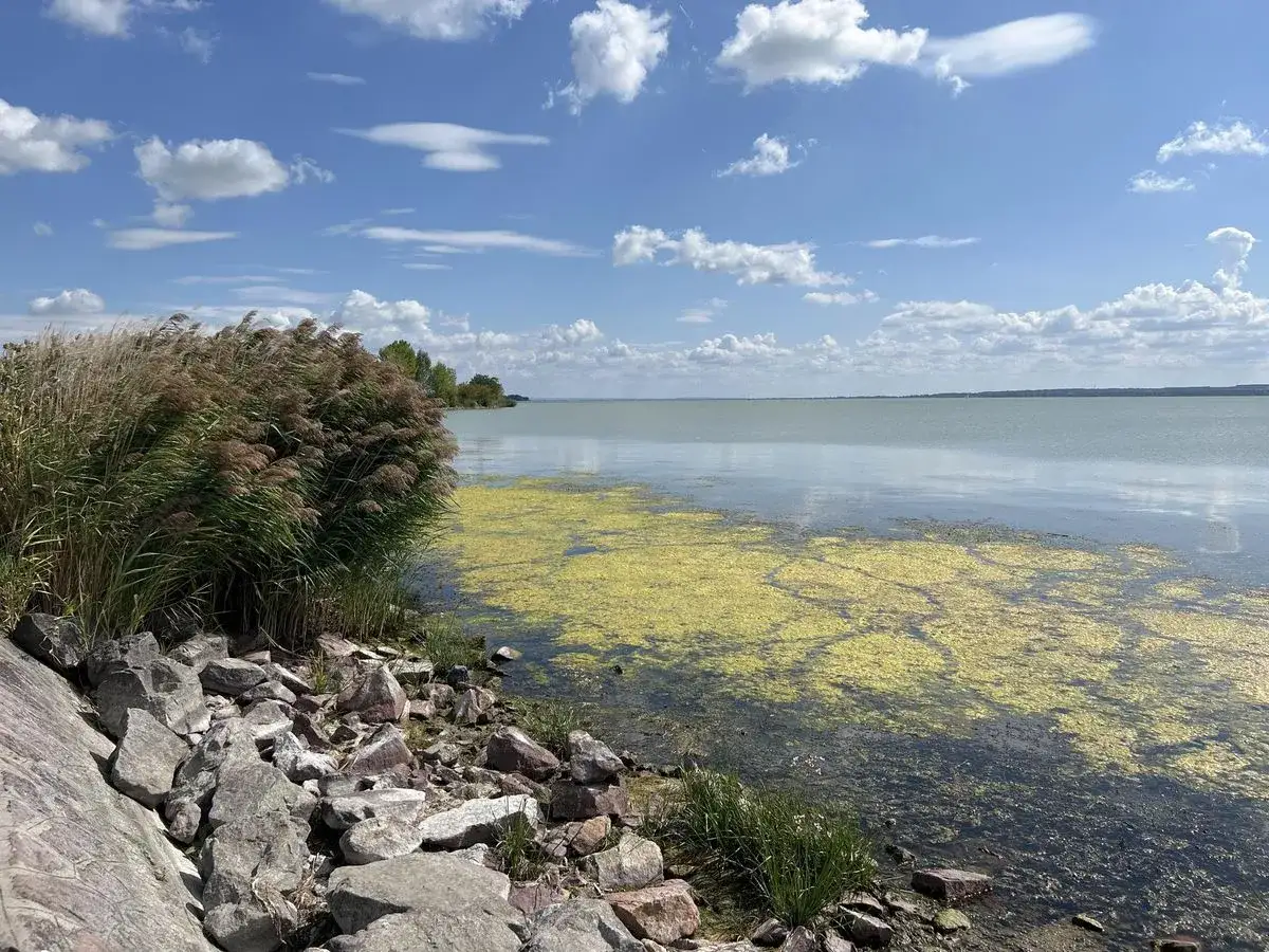 Kamieniste wybrzeże i trzciny nad Balatonem. Woda pokryta żółtym zakwitem, idealne miejsce na relaks.