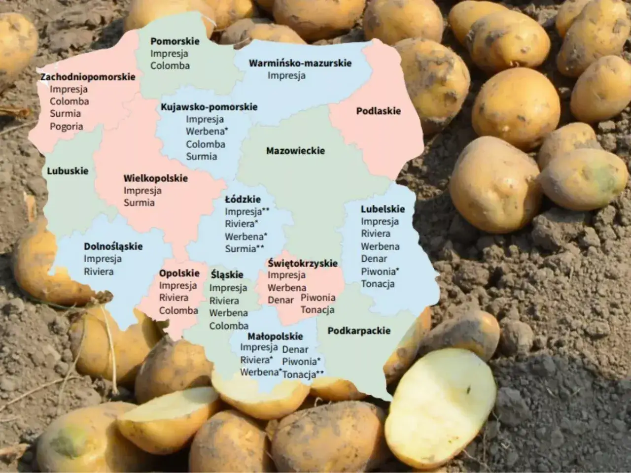 Mapa Polski z odmianami ziemniaków, w tym ziemniaki colombo, podzielona na województwa.