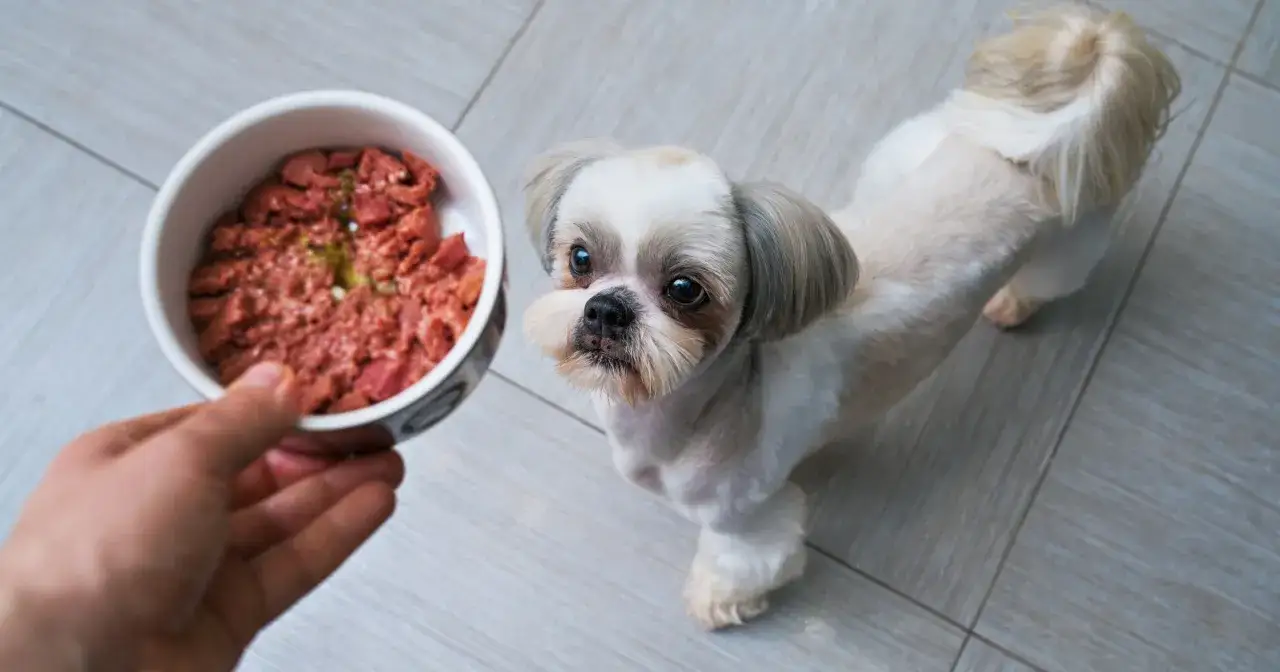 Słodki shih tzu czeka na swoją porcję jedzenia. Tabela żywienia shih tzu podpowiada, co podać.