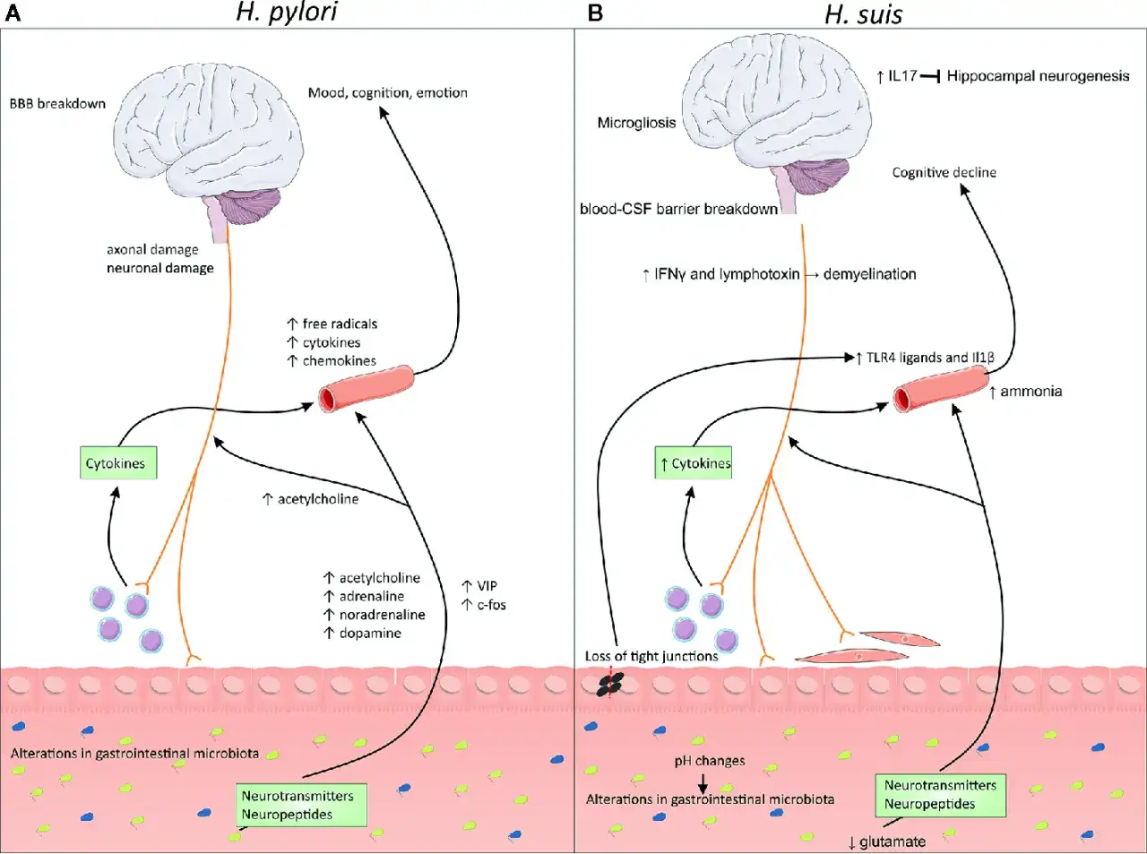 Schemat przedstawia wpływ *Helicobacter pylori* na m&oacute;zg, wywołując zmiany nastroju, poznania i emocji poprzez cytokiny i neuroprzekaźniki.