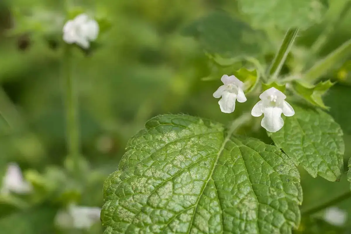 Delicate white lemon balm plant flowers bloom amidst textured green leaves, hinting at their calming scent.