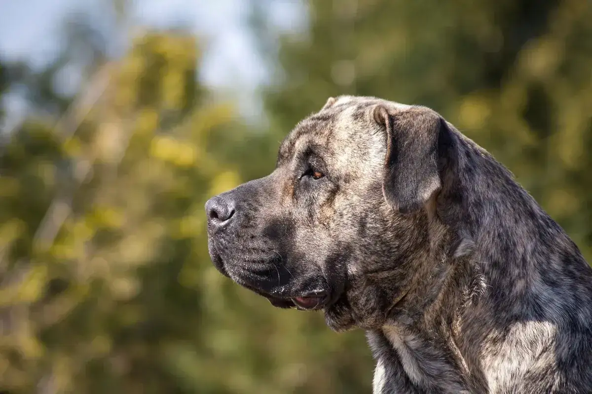 Portret podenco canario w brązach i szarościach, z zielonym, rozmytym tłem.
