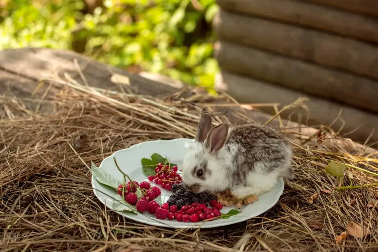 Ein kleines, flauschiges Kaninchen knabbert gen&uuml;sslich an Himbeeren und Beeren auf einem Teller.