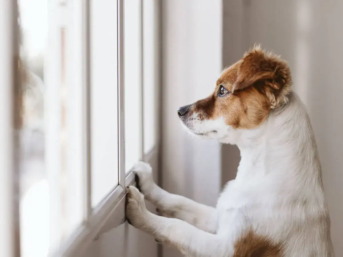 Un perro mira por la ventana, con las patas delanteras apoyadas en el marco. Parece que me espera, porque mi perro me sigue a todas partes.