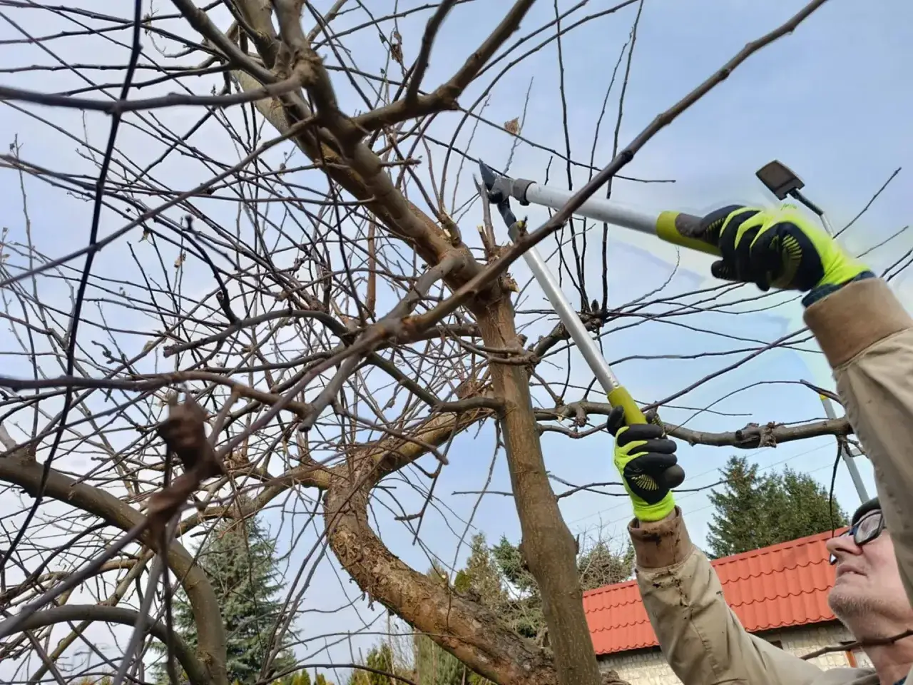 Formowanie drzewek owocowych: przycinanie gałęzi teleskopowymi nożycami.