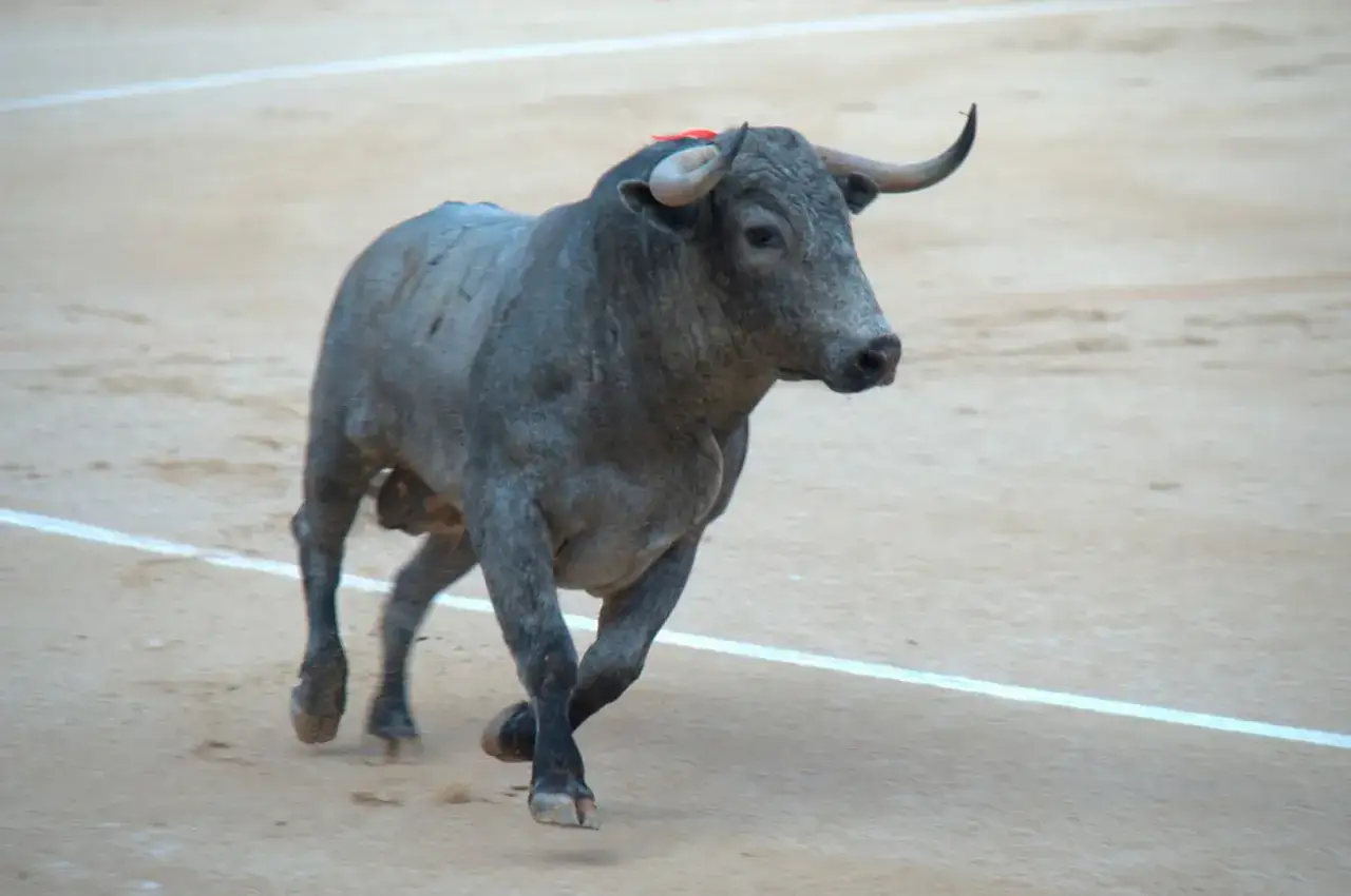 Un bravo coquilla torero, con su mirada desafiante, embiste en la arena.
