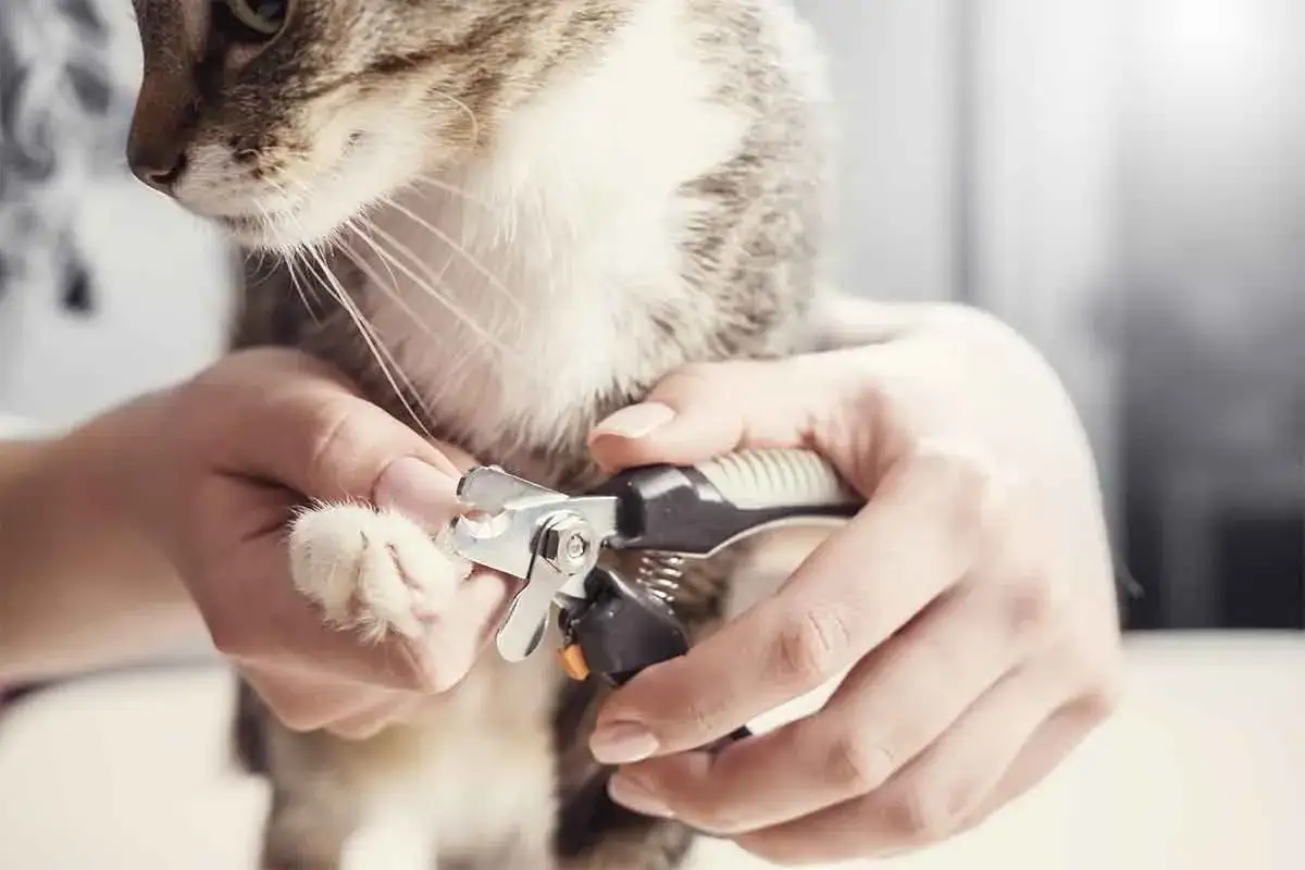 Maintenant, on va couper griffe chat. Un chat tigré est tenu par des mains expertes qui utilisent un coupe-griffe pour tailler ses griffes.