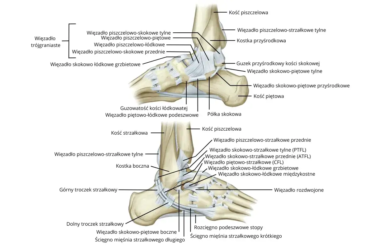 Anatomia stawów w stopie: szczegółowy widok więzadeł i kości, ilustracja medyczna.