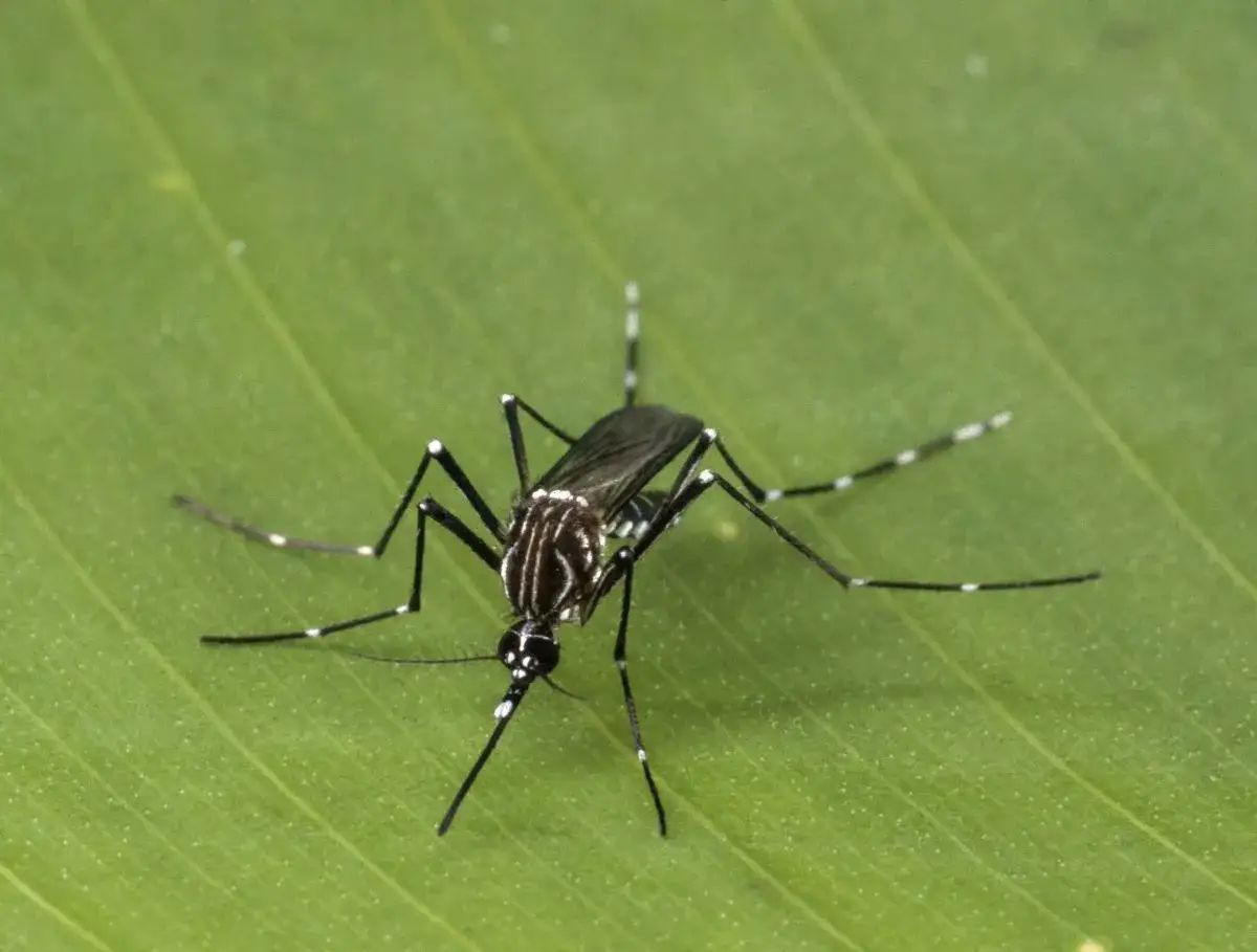 Gestreifter Moskito auf Blatt. Diese Art kann Dengue-Fieber in Australien &uuml;bertragen.