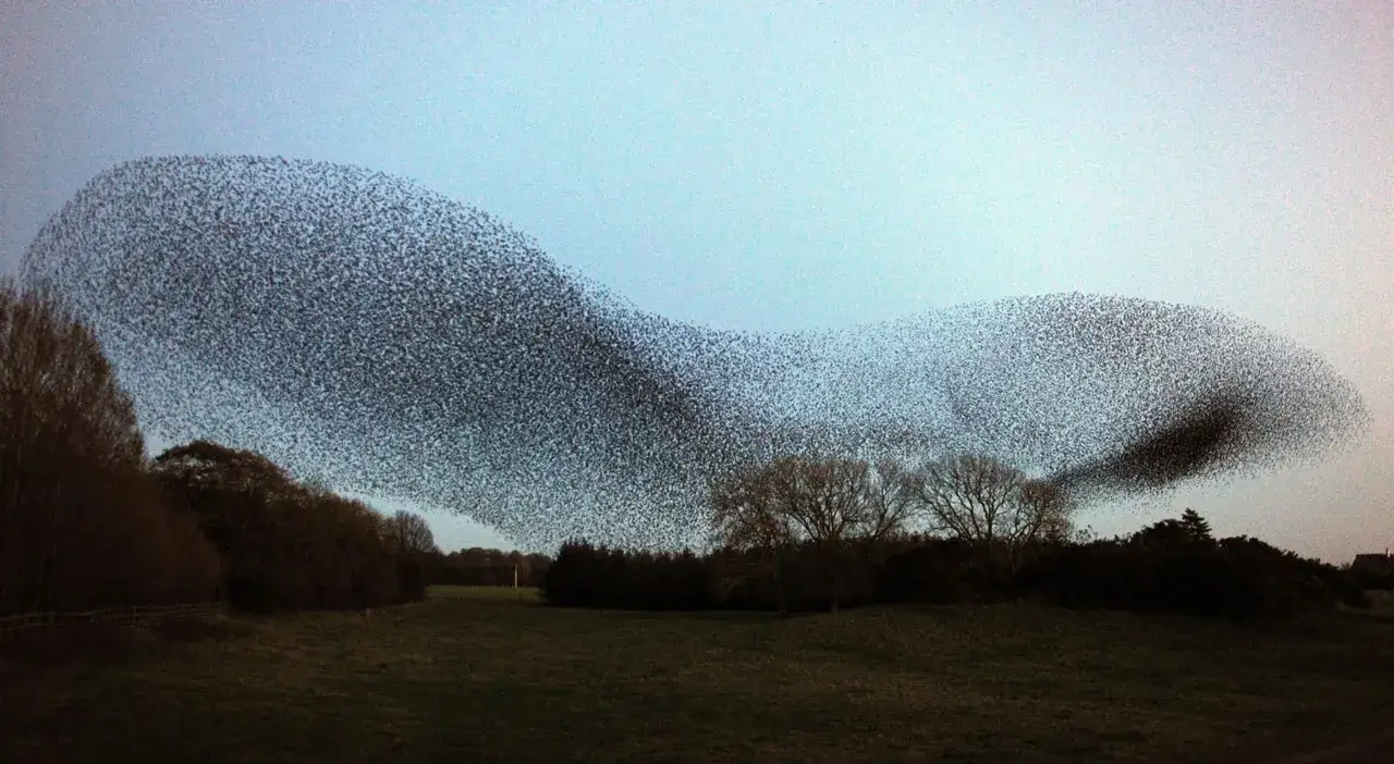 Enorm flock av f&aring;glar som flyger i formation &ouml;ver ett f&auml;lt.