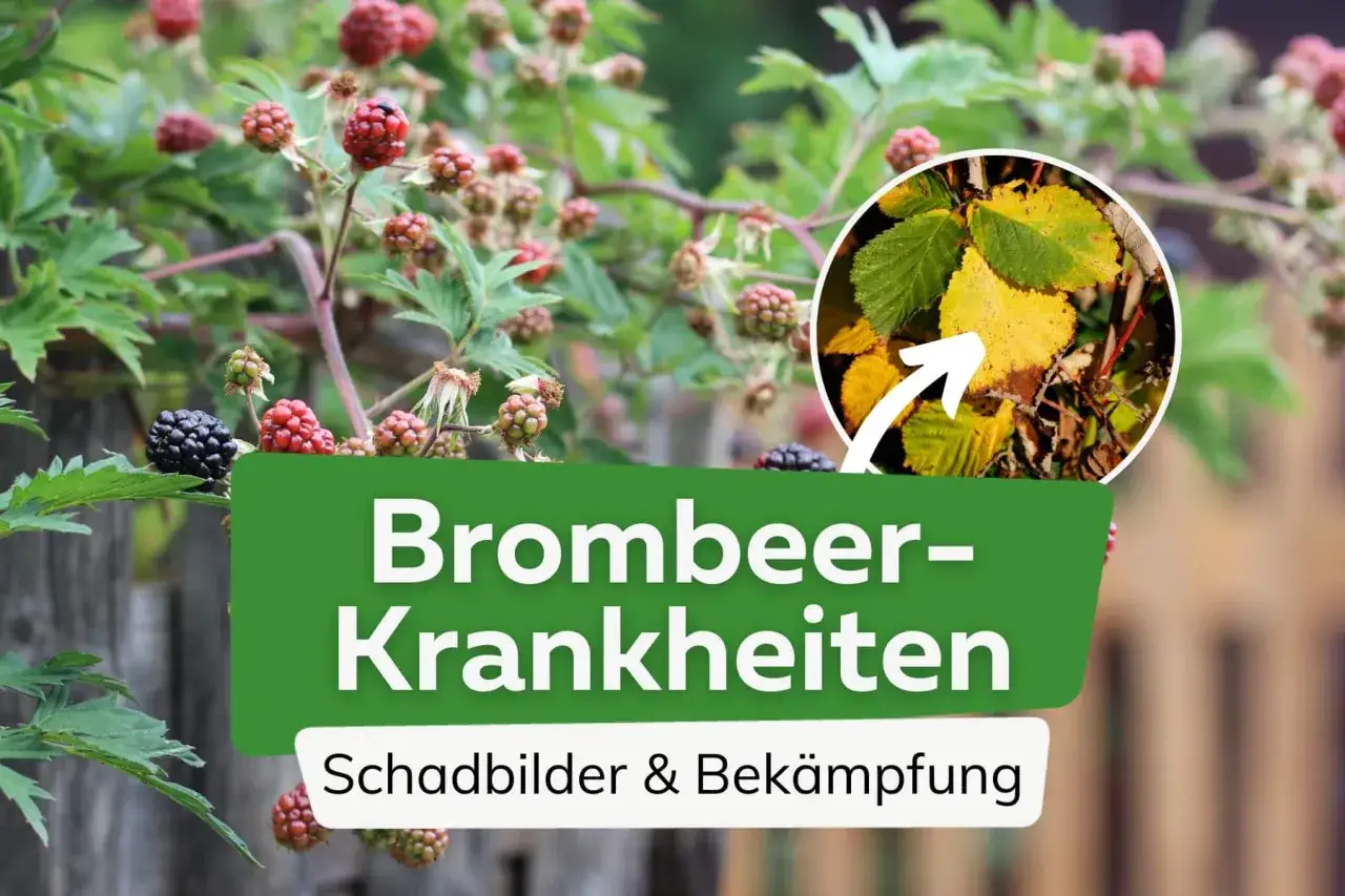 Brombeeren mit Blattflecken und Verfärbungen, die auf Krankheiten hindeuten. Ein Kreis zeigt gelbe Blätter.