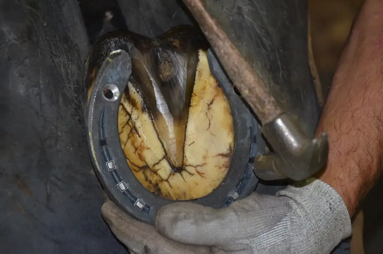 Un mar&eacute;chal-ferrant ajuste un fer &agrave; un cheval plaqu&eacute; des 4 pieds. Le sabot est propre et pr&ecirc;t pour le ferrage.