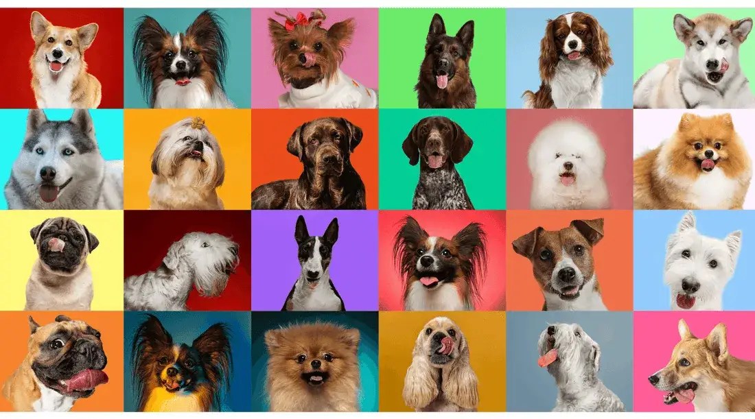 kolaż ras psów terapeutycznych, golden retriever, labrador, cavalier, pudel, bichon frise, berneński pies pasterski, beagle