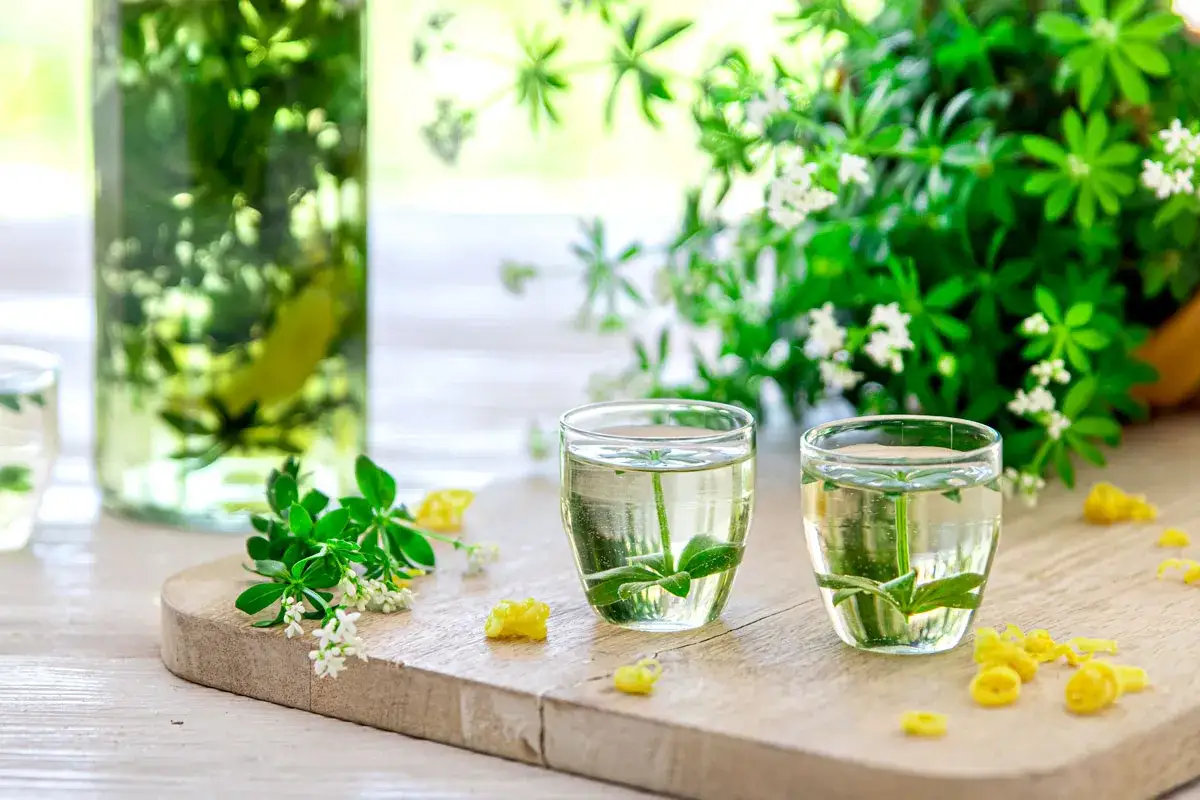 Zwei Gläser mit klarer Flüssigkeit und Waldmeisterzweigen, bereit zum Genuss. So einfach lässt sich Waldmeister Schnaps selber machen.