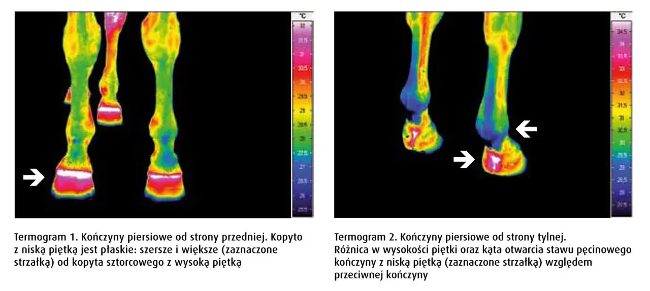 Termogramy końskich nóg. Na pierwszym widać kopyto szorstkowe z wysoką piętką. Na drugim strzałka wskazuje różnicę w piętce.