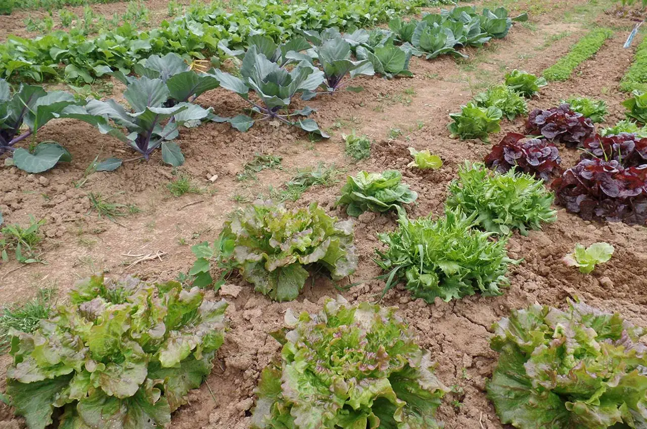 Campi coltivati con diverse variet&agrave; di lattuga, dal verde brillante al rosso intenso, in una rigogliosa coltivazione.