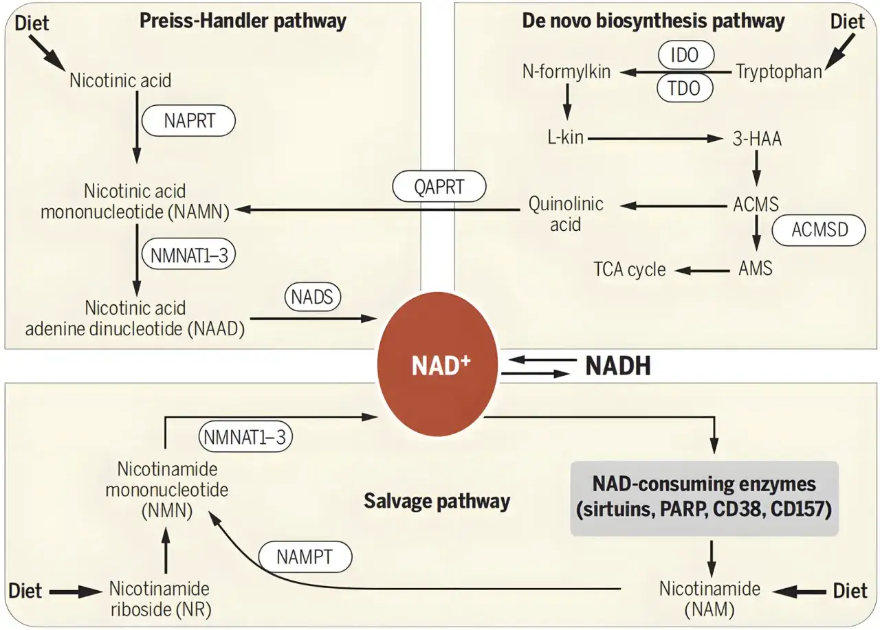 Schemat szlaków biosyntezy NAD+. NMN (nikotynamid mononukleotyd) to kluczowy prekursor NAD+, powstający w szlaku ratunkowym z NR lub w szlaku Preissa-Handlera.