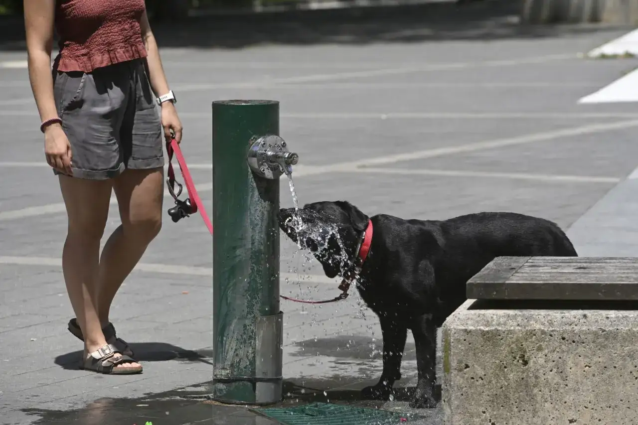 Perro negro bebe agua de fuente pública para evitar el golpe de calor en perros.