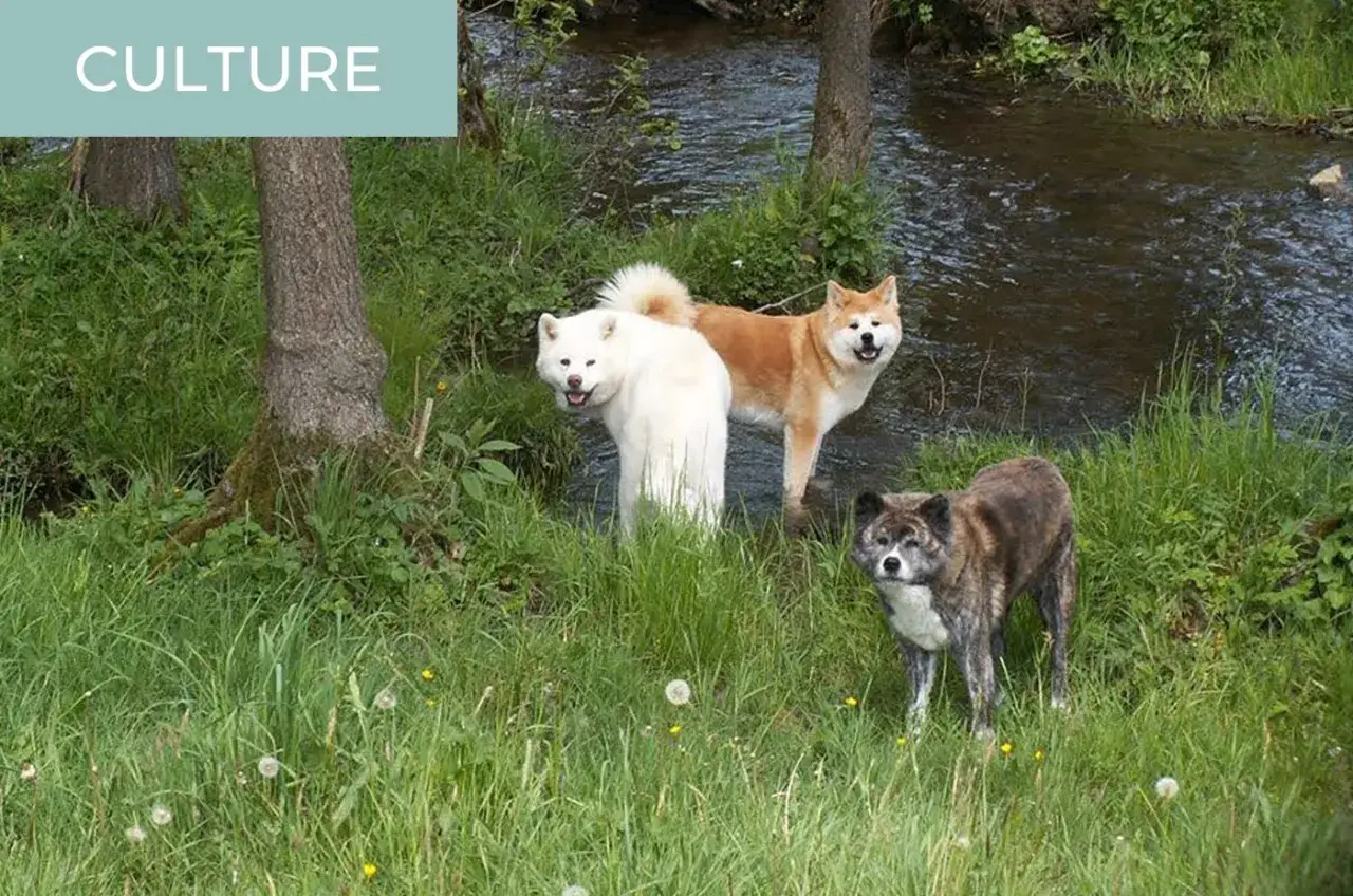 Trzy psy rasy Akita Inu, w tym biały, rudy i pręgowany, stoją w trawie nad strumieniem.