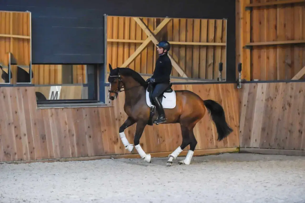 Un cavalier et son cheval brun en plein galop dans une carrière couverte. Le cheval est bien musclé, avec des bandes blanches sur ses membres.