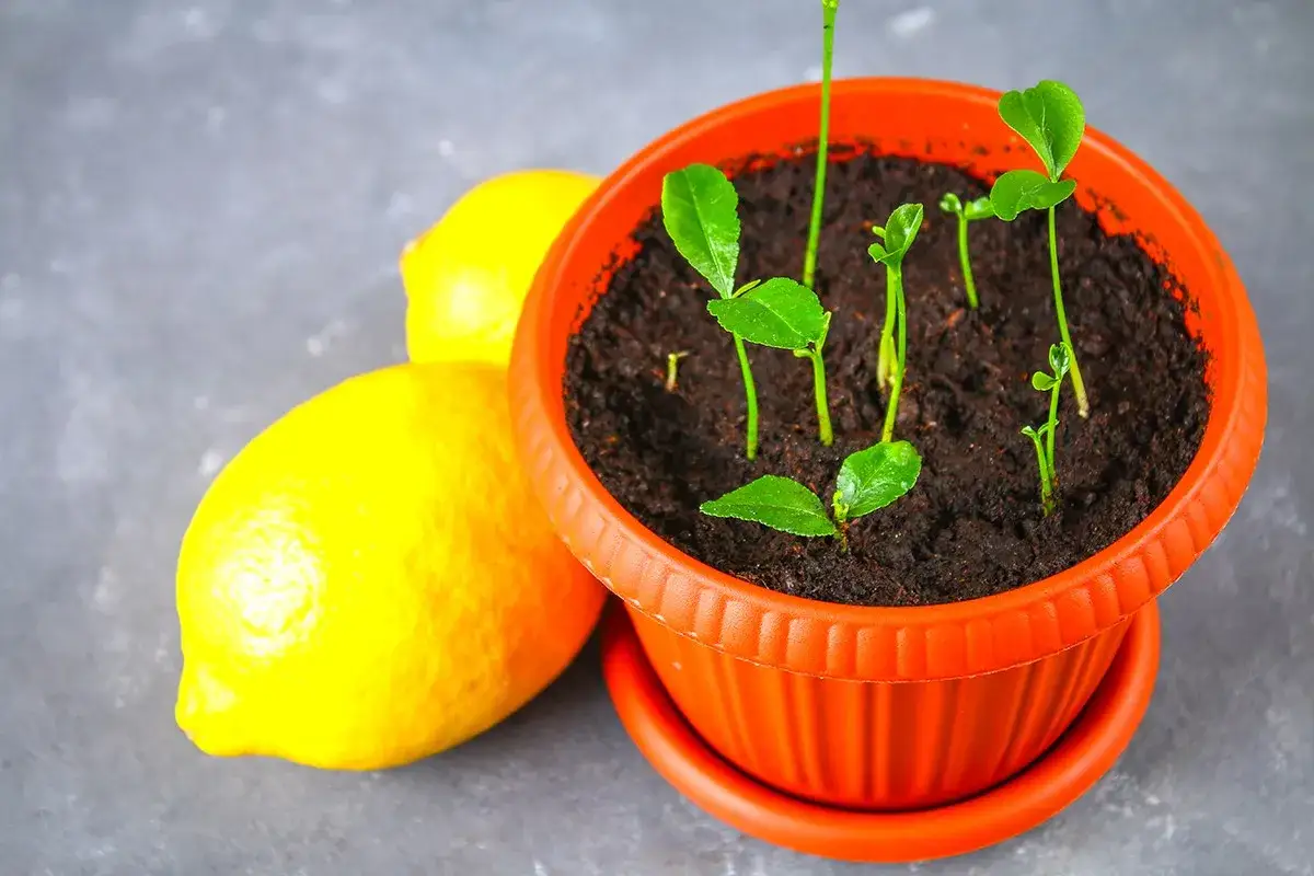Un limonero desde semilla da fruto. Brotes verdes emergen de la tierra en una maceta naranja, junto a dos limones amarillos.