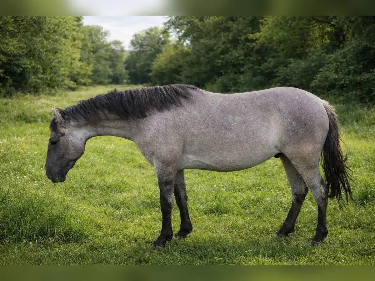Un magnifique cheval criollo, robe grise, broute paisiblement dans un pr&eacute; verdoyant bord&eacute; d'arbres.