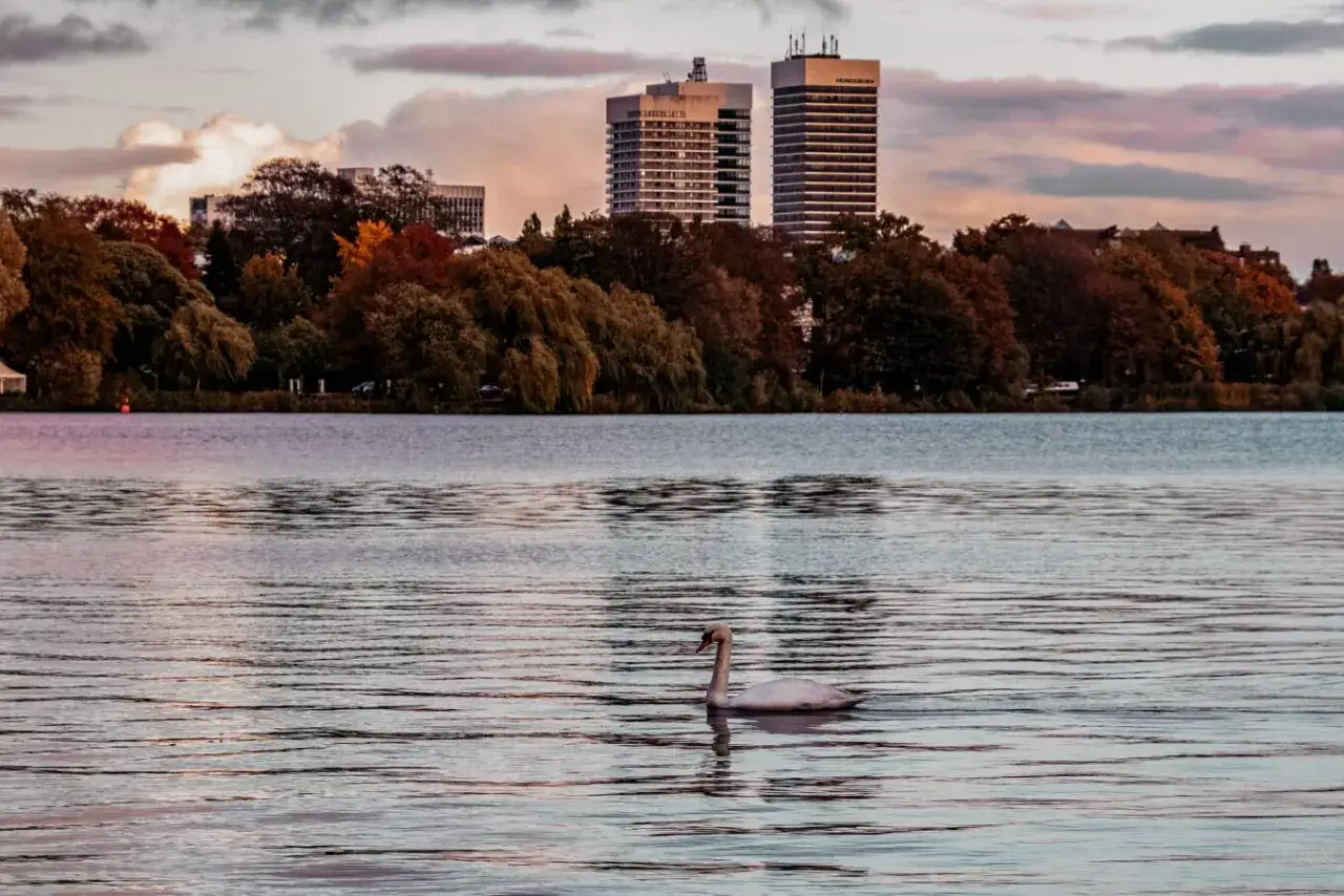 Ein Schwan schwimmt auf der Alster, im Hintergrund der Jungfernstieg mit B&auml;umen und Hochh&auml;usern.