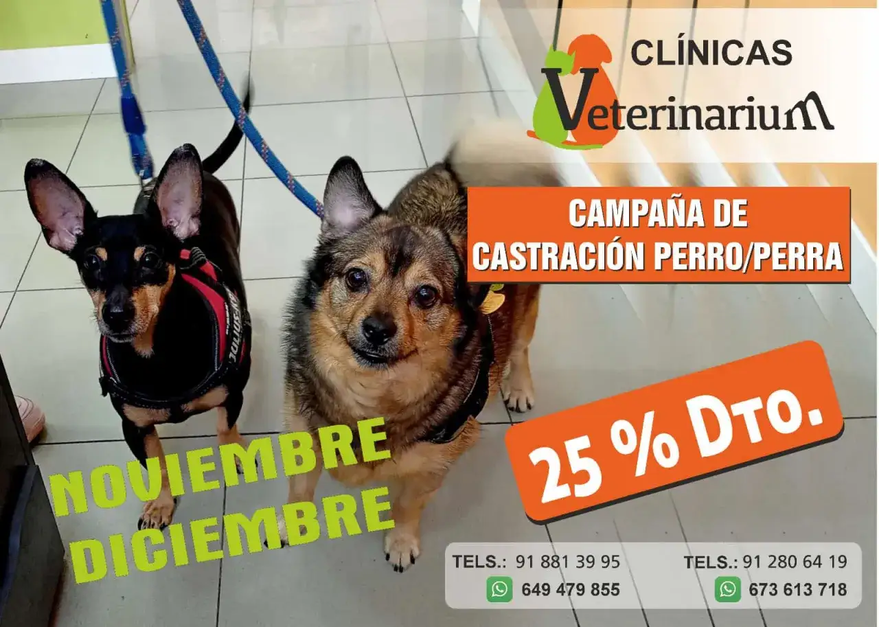 Dos perros esperan en la cl&iacute;nica. Campa&ntilde;a de castraci&oacute;n con 25% dto. Pregunta cu&aacute;nto cuesta castrar un perro.