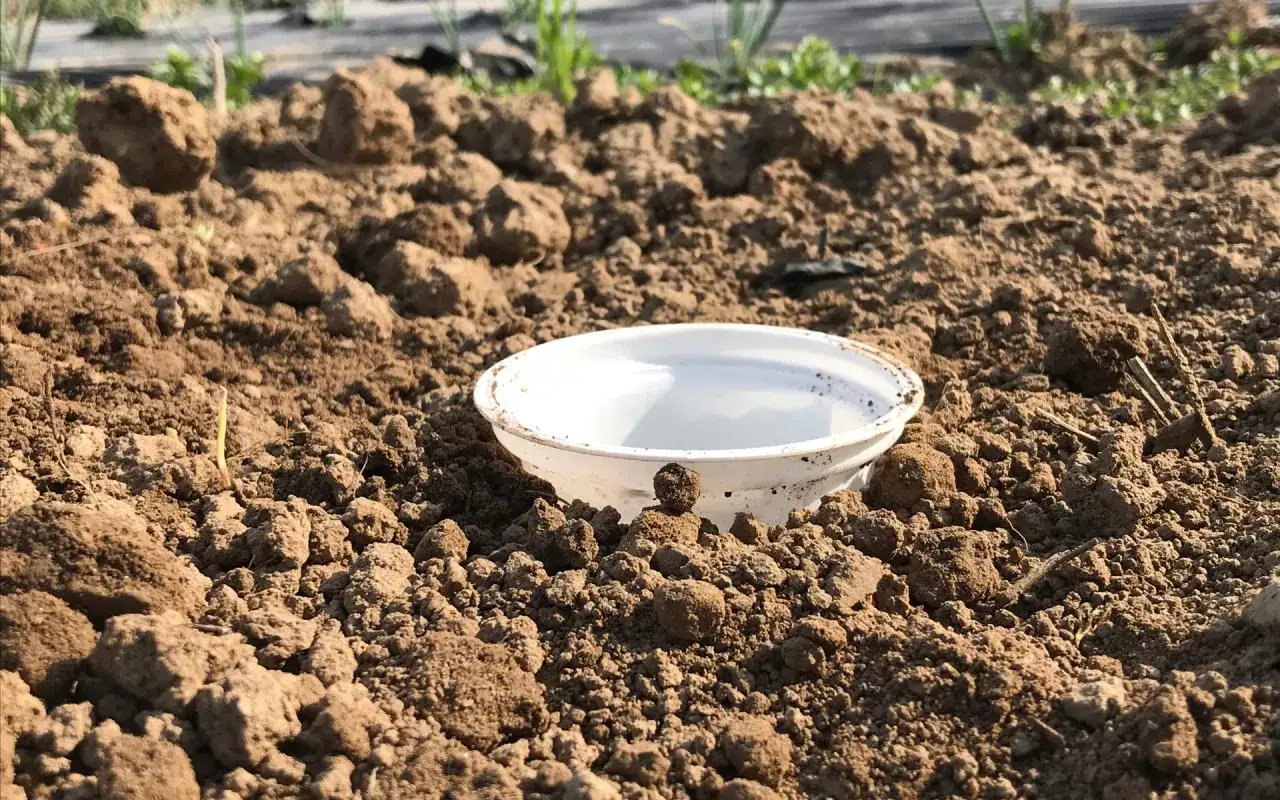 Un semplice antilumaca naturale fai da te, una ciotola bianca interrata nel terreno, pronta a proteggere le piantine.