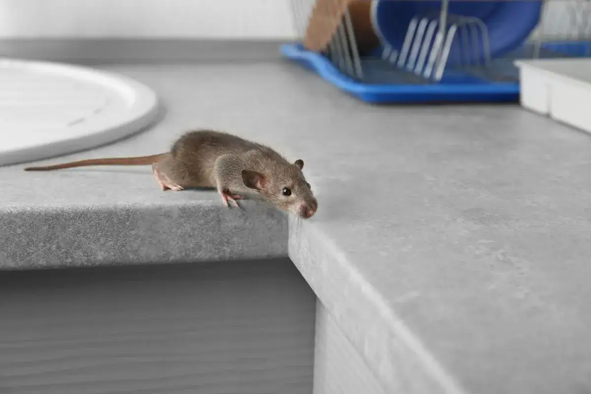 Mała mysz wchodzi na blat kuchenny. Różne rodzaje myszy mogą być uciążliwe w domu.