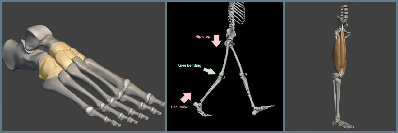 Anatomia stopy, szkielet w ruchu (hip drop, knee bending, heel raise) i mięsień dwugłowy uda. Chodzenie angażuje wiele mięśni.