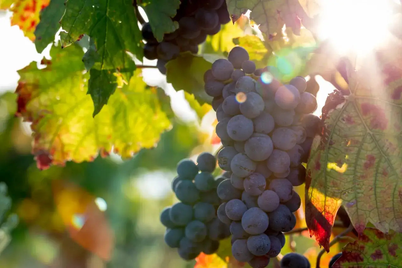 Grappes de cépage Gamay mûres, baignées par le soleil d'automne. Les feuilles vertes et rouges créent un contraste saisissant.