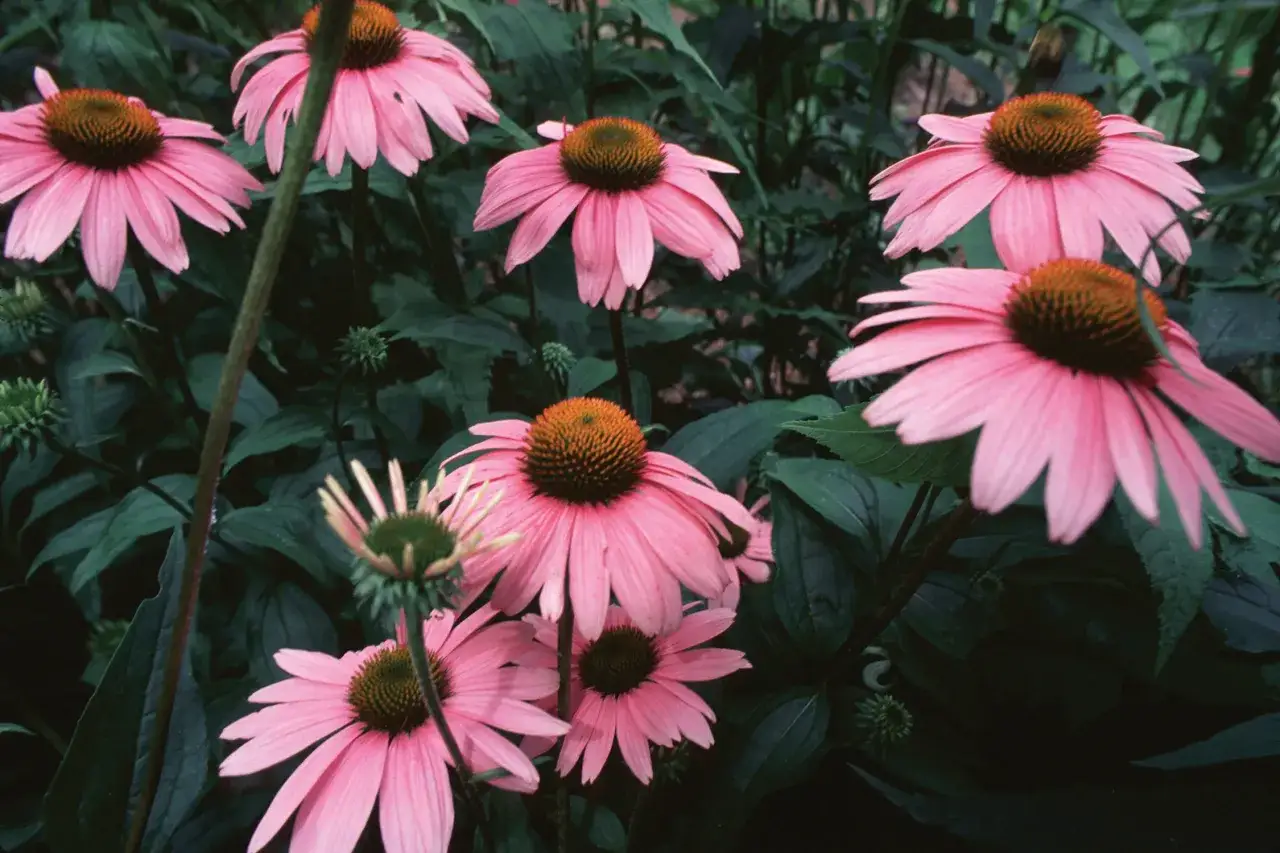 Mehrere rosafarbene Sonnenh&uuml;te bl&uuml;hen &uuml;ppig. Die Echinacea-Wirkung ist bekannt f&uuml;r ihre immunst&auml;rkenden Eigenschaften.