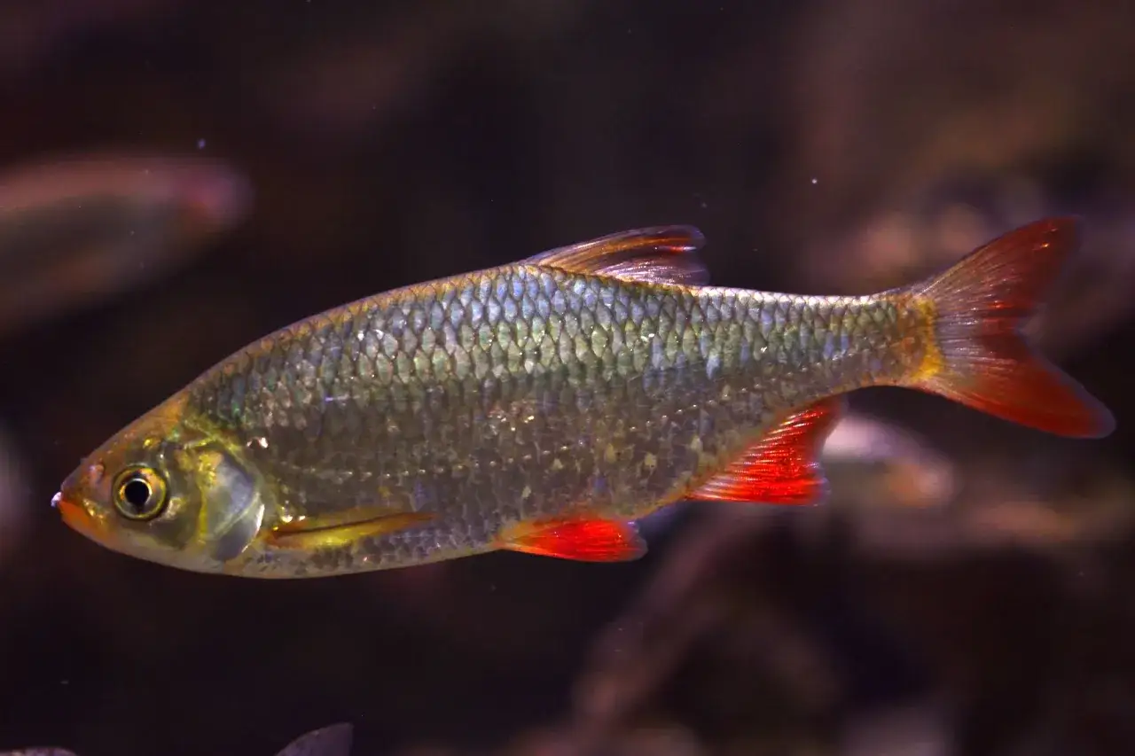 Un rotengle poisson, aux écailles irisées et aux nageoires rouge vif, nage dans les eaux sombres.