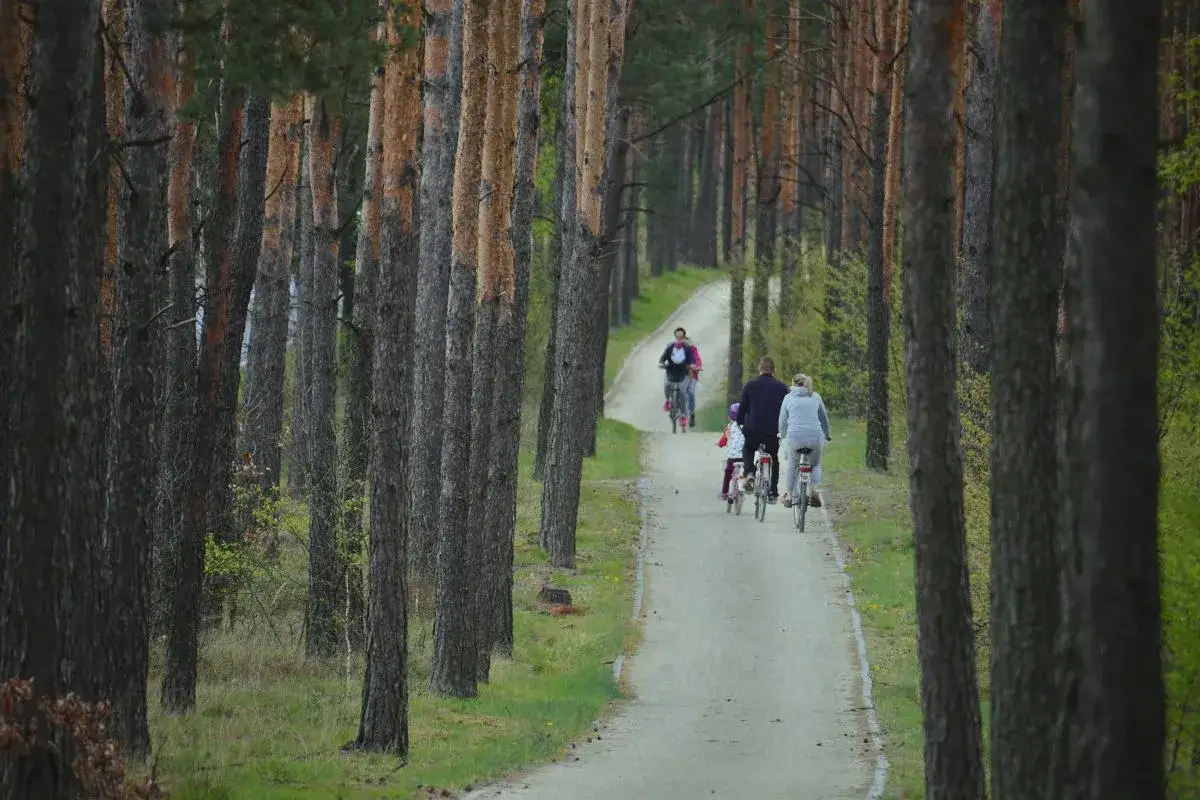 Rodzina korzysta z urokliwych tras rowerowych Toruń, jadąc przez sosnowy las.