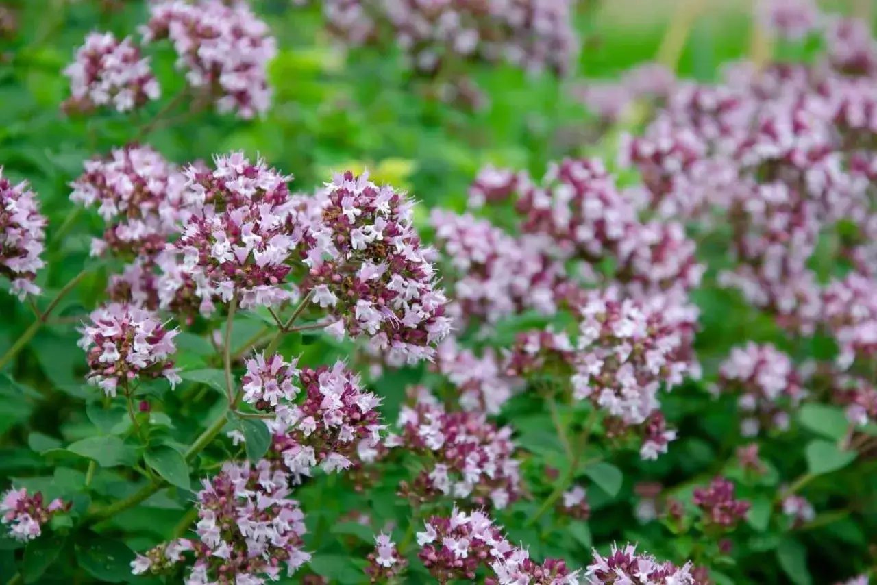 Kwitnie oregano, ukazując drobne, różowo-fioletowe kwiatostany na tle zielonych liści.