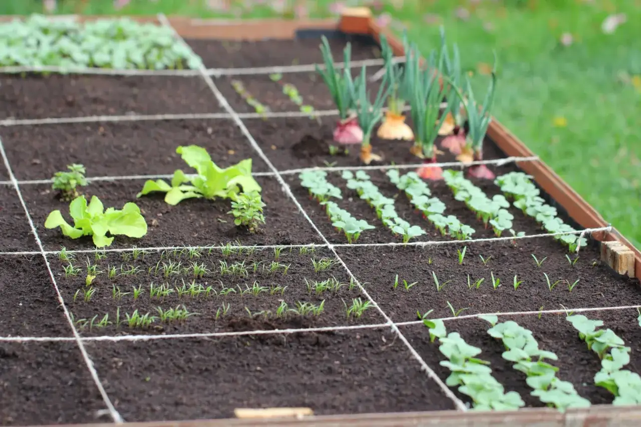 Płodozmian warzyw tabela: młoda sałata, marchewka i rzodkiewka rosną w kwadratowych grządkach, obok cebuli.