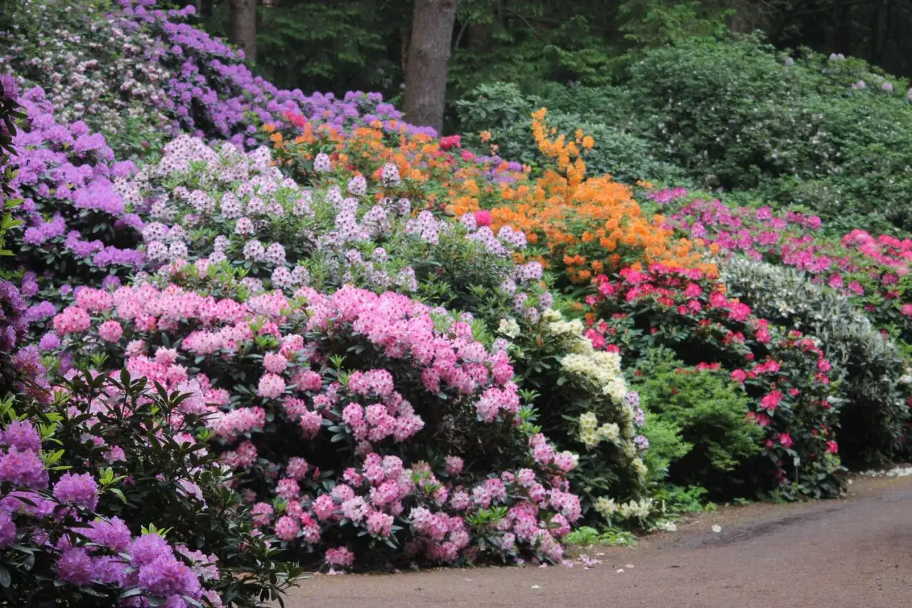 Bunte Rhododendron-Blüten in Rosa, Lila, Orange und Weiß säumen einen Weg. Ein Paradies für jeden, der Rhododendron pflanzen möchte.