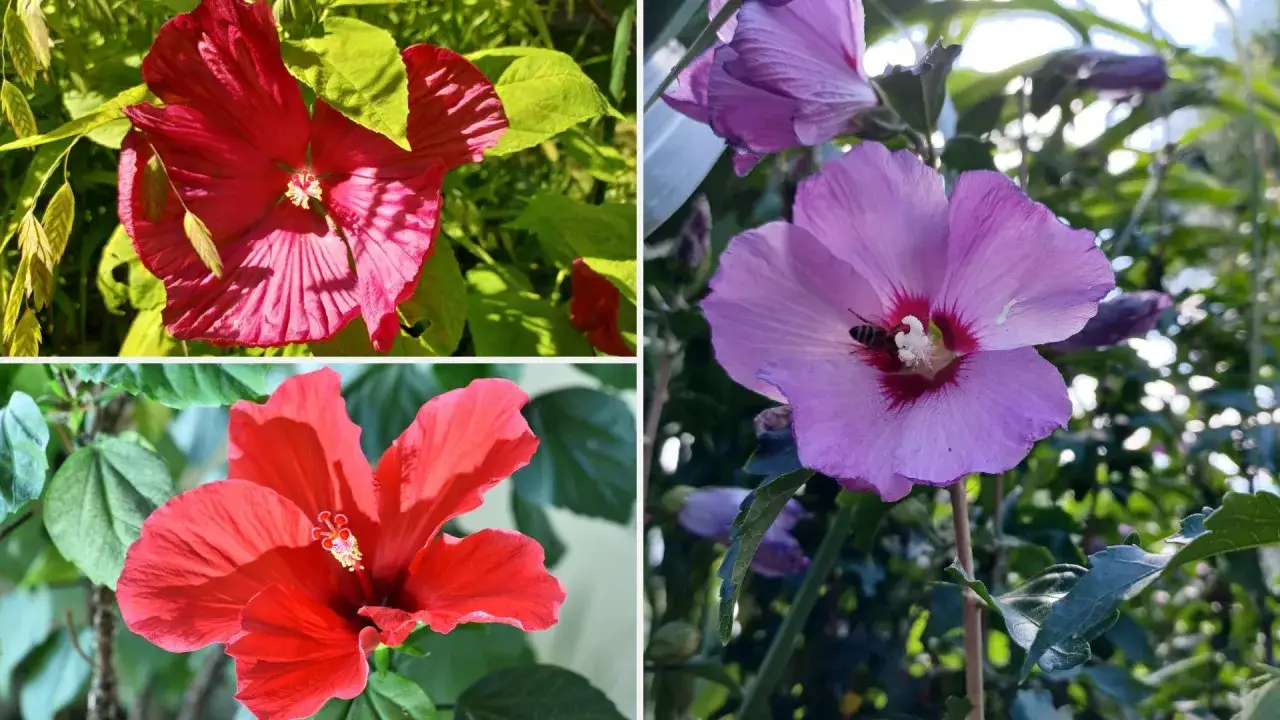 Trzy zbliżenia na kwiaty hibiskusa krzewu: dwa czerwone i jeden fioletowy z pszczołą.