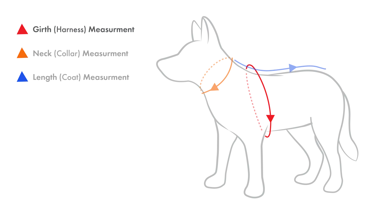 Sch&eacute;ma montrant les mesures pour le **taille harnais** d'un chien : tour de poitrine (rouge), tour de cou (orange) et longueur du manteau (bleu).