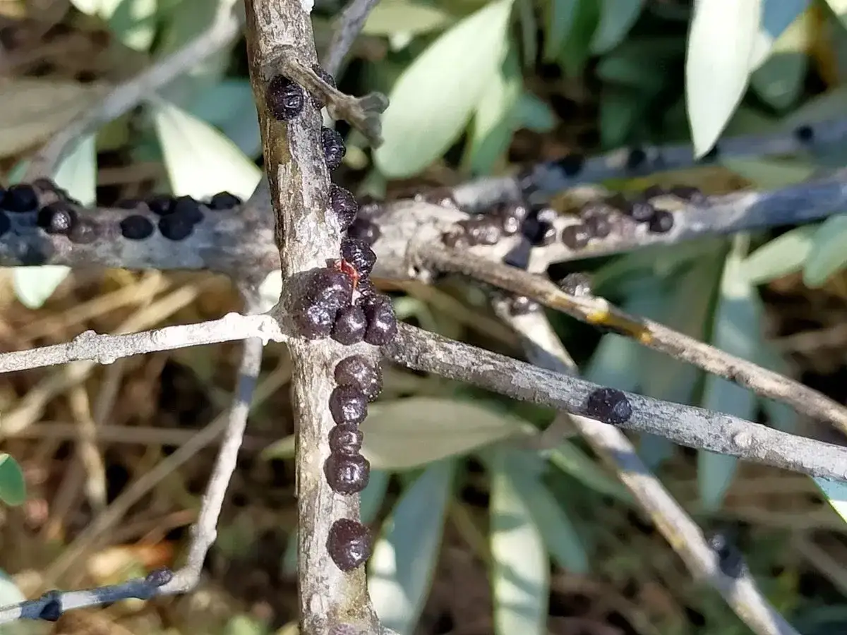 Des cochenilles noires recouvrent les branches d'un olivier, formant une colonie sur le bois gris&acirc;tre.