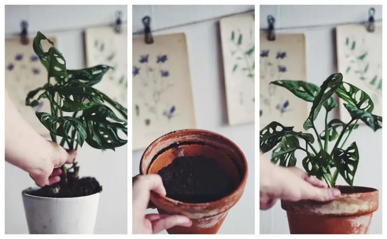 En hand planterar om en monstera. En kruka med jord syns också.