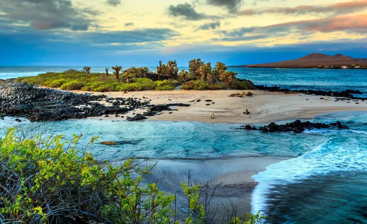 Plaża na Galapagos z fokami wylegującymi się na piasku i kaktusami na tle oceanu.