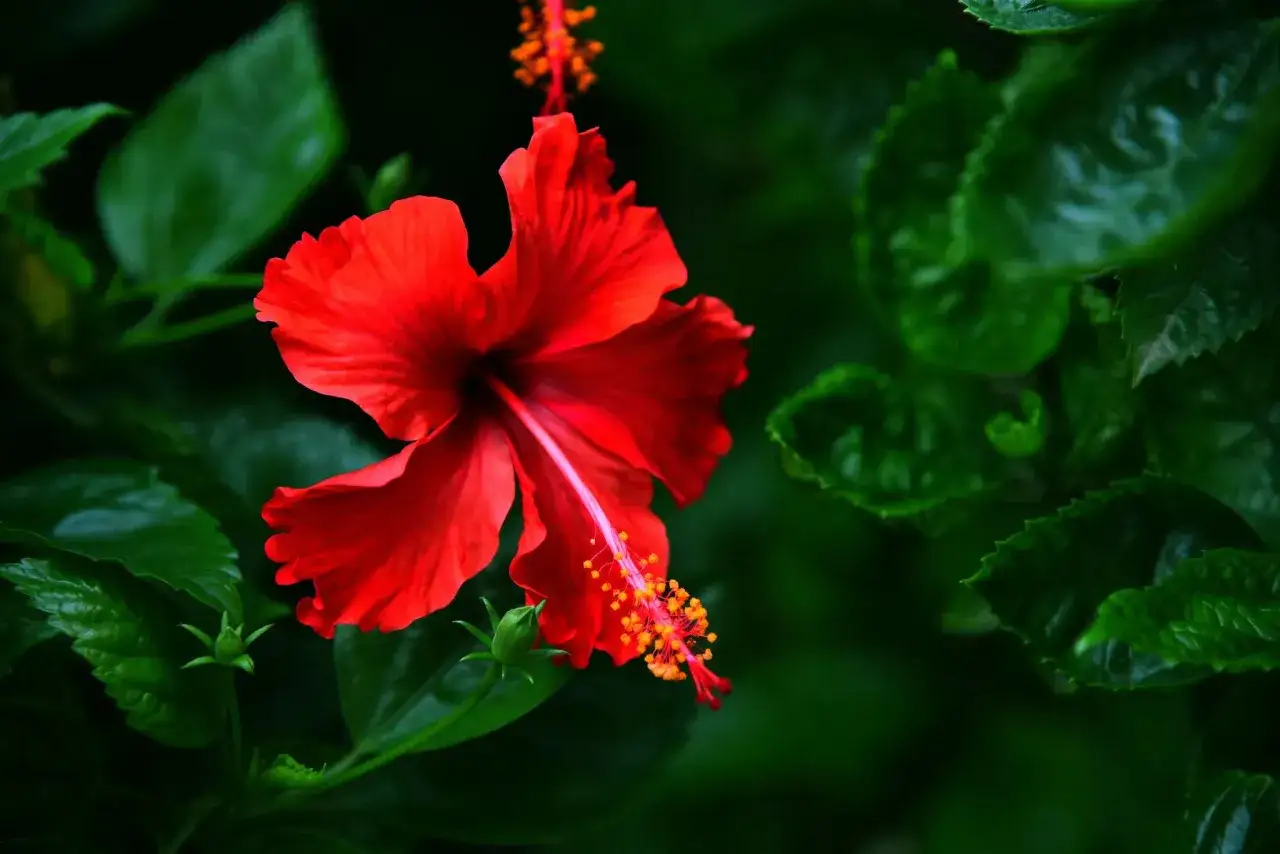 Une fleur d'hibiscus rouge vif s'épanouit, ses pétales délicats contrastant avec le feuillage vert profond. Une belle exposition hibiscus.