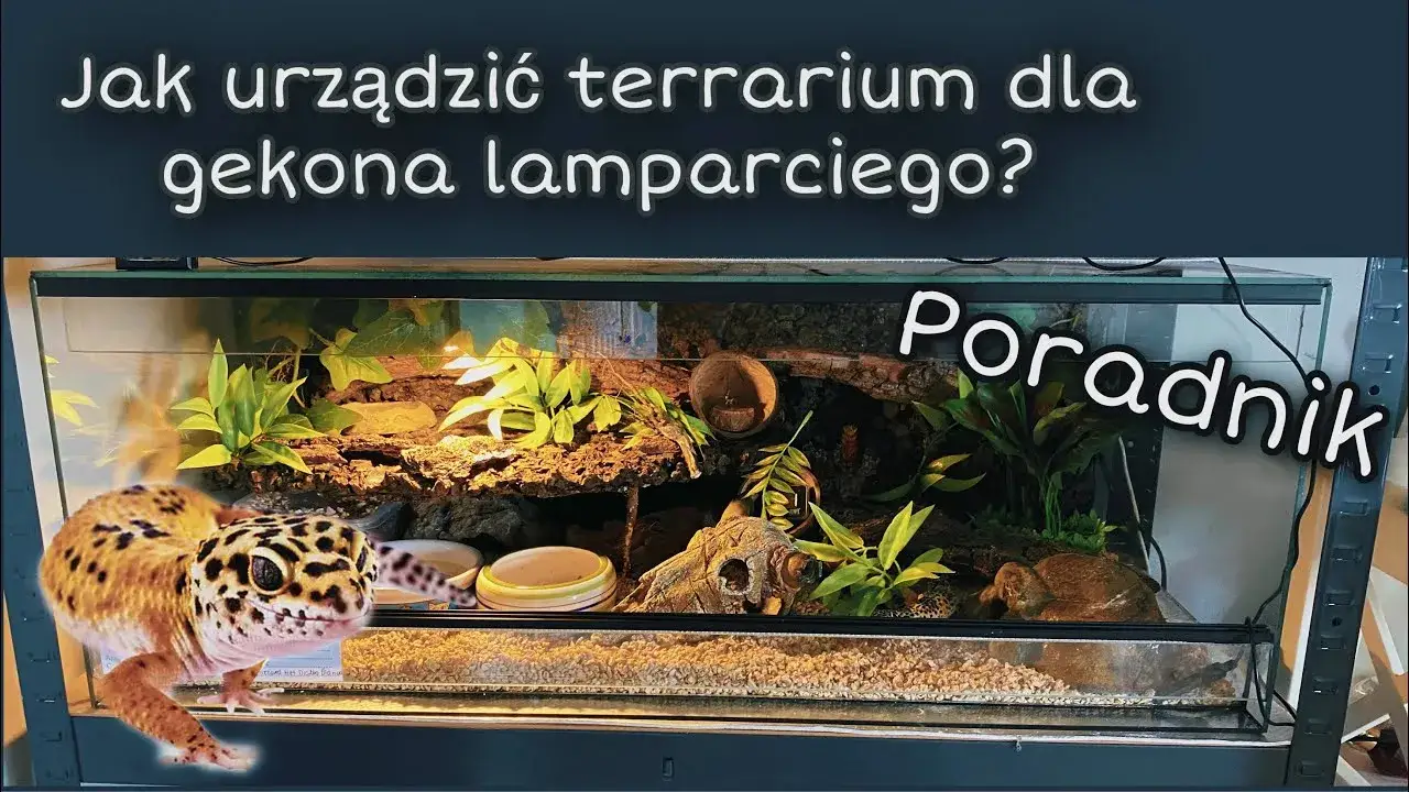 wystrój terrarium gekon lamparci