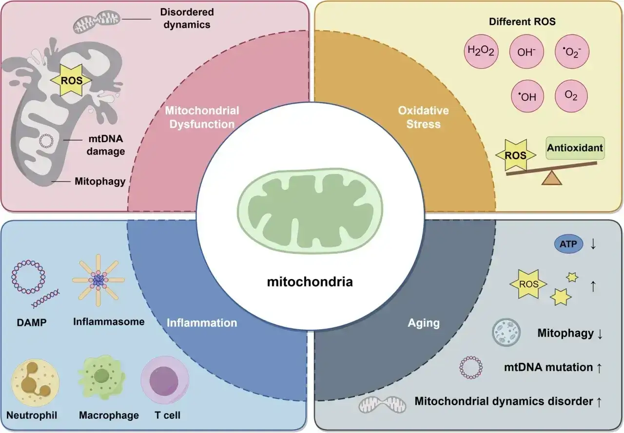 Schemat przedstawia mitochondria i ich rolę w dysfunkcji, stresie oksydacyjnym, zapaleniu i starzeniu.