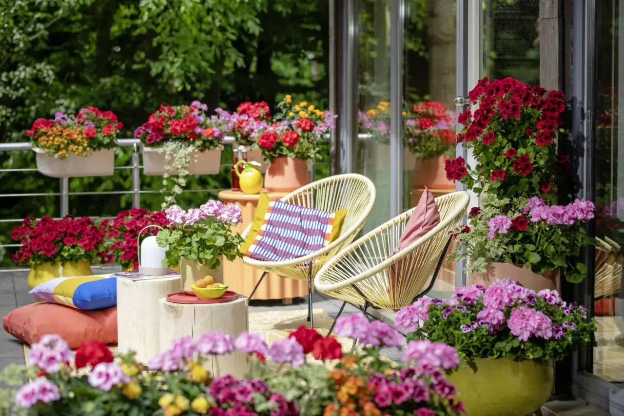 Kolorowe pelargonie i inne kwiaty ozdobią balkon. Idealne, jakie kwiaty sadzić w maju, by cieszyć się nimi latem.