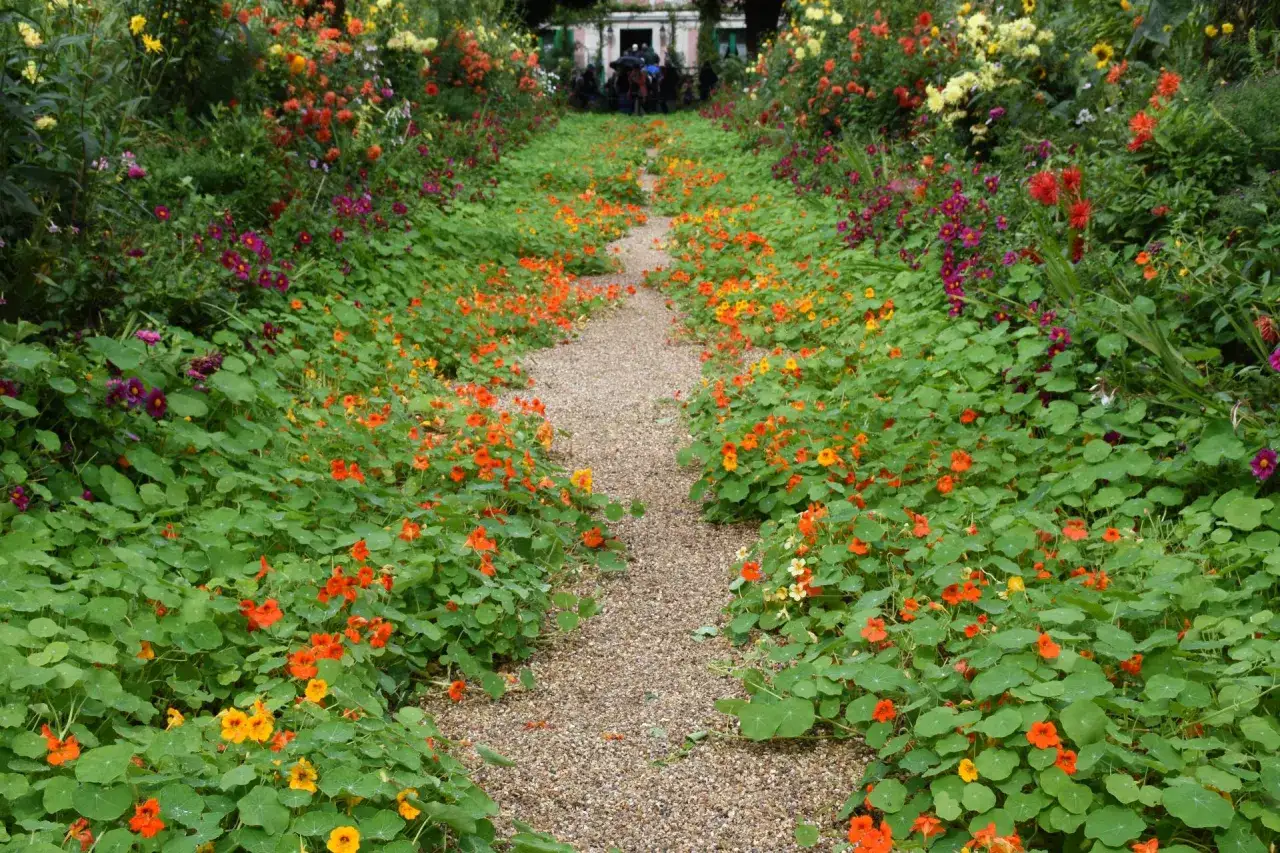 Un chemin de gravier bordé de capucines aux couleurs vives, orange et jaune, s'enfonce dans un jardin luxuriant.